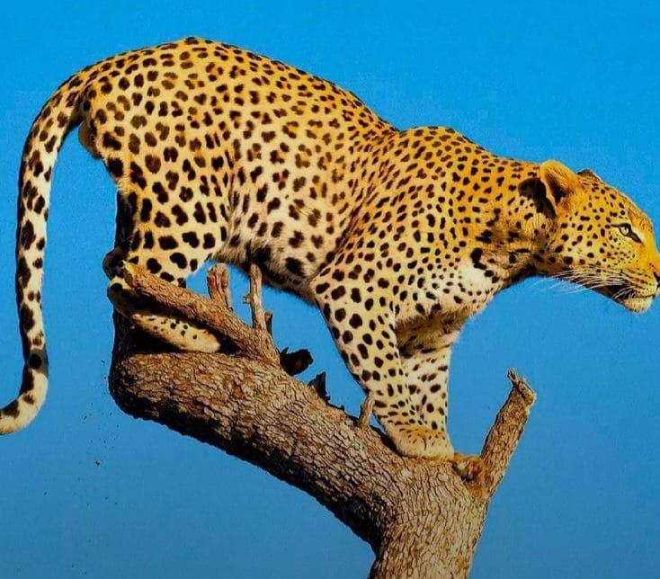 3 Days Budget Safari